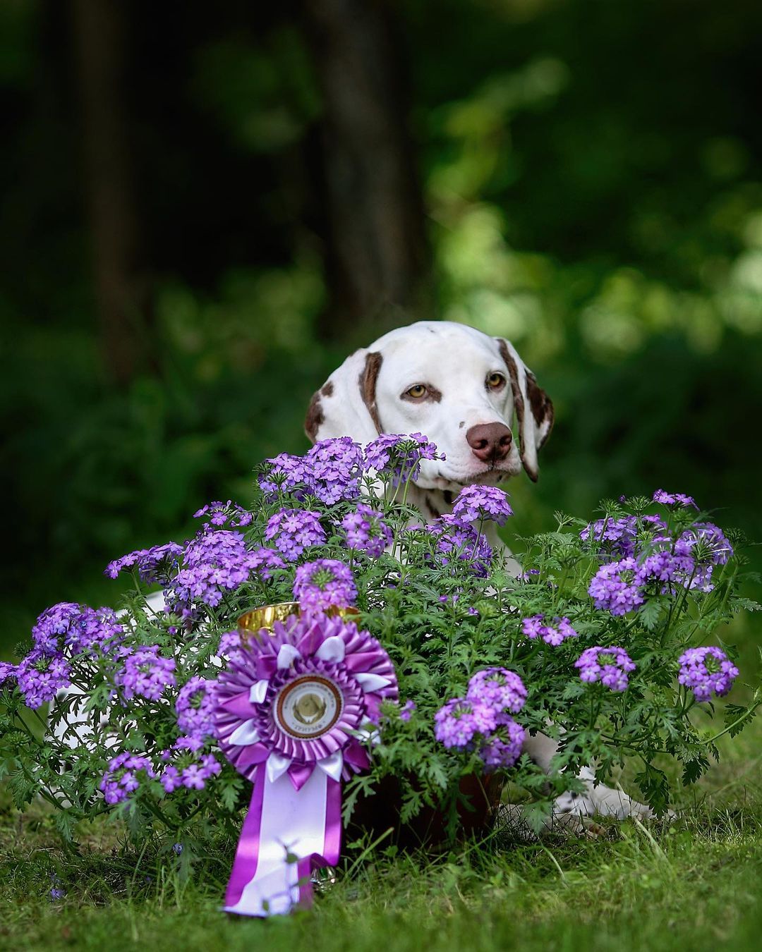 15 Interesting Facts About Dalmatians 11