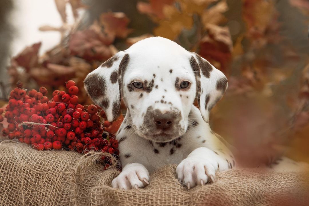 15 Interesting Facts About Dalmatians 9 15 Interesting Facts About Dalmatians 9