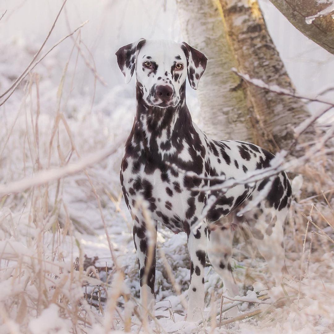 15 Interesting Facts About Dalmatians 10 15 Interesting Facts About Dalmatians 10