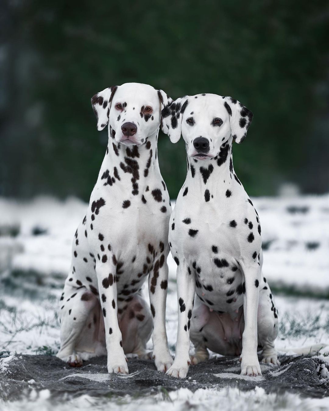 15 Interesting Facts About Dalmatians 11 15 Interesting Facts About Dalmatians 11