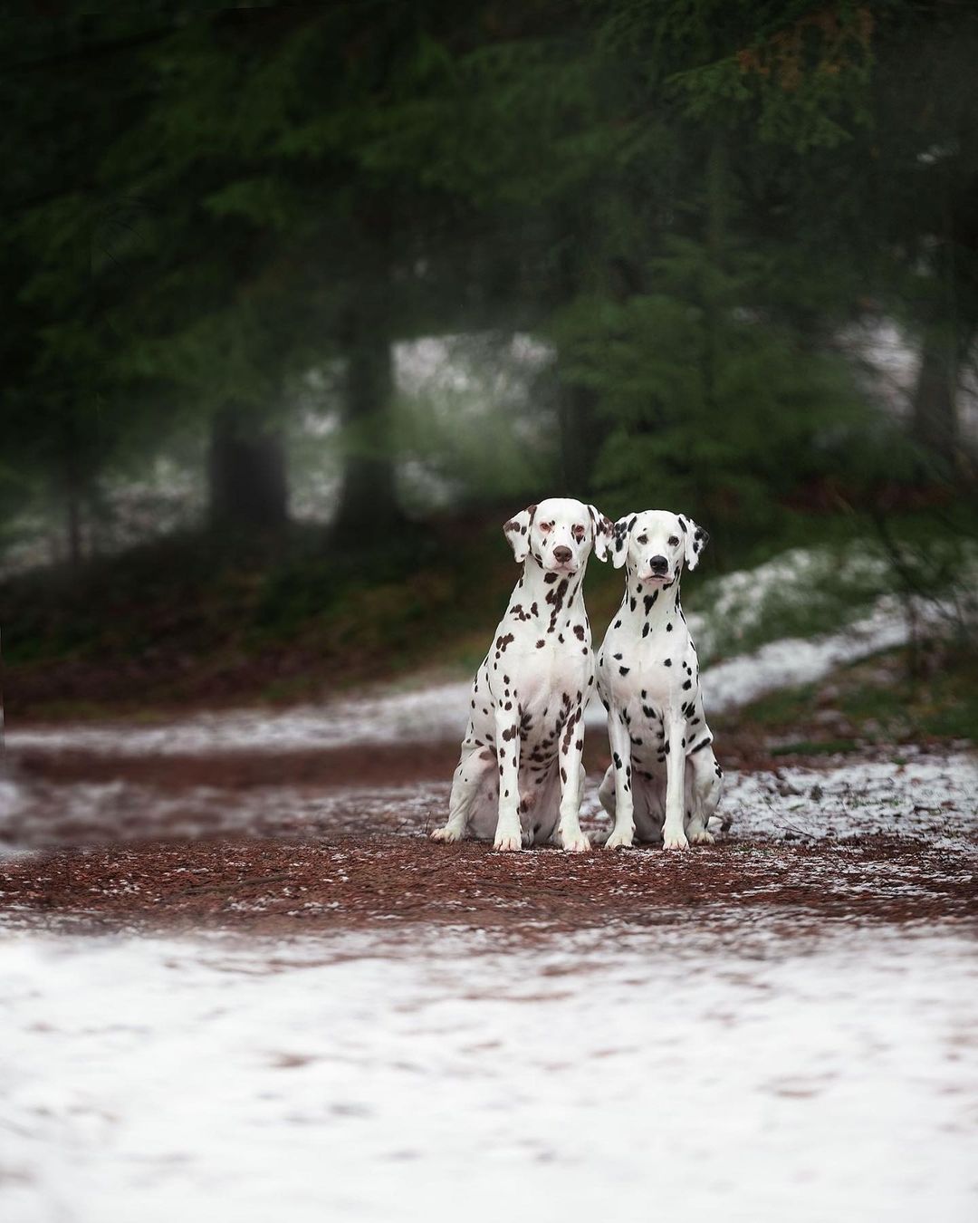 15 Cool Facts About Dalmatians 10