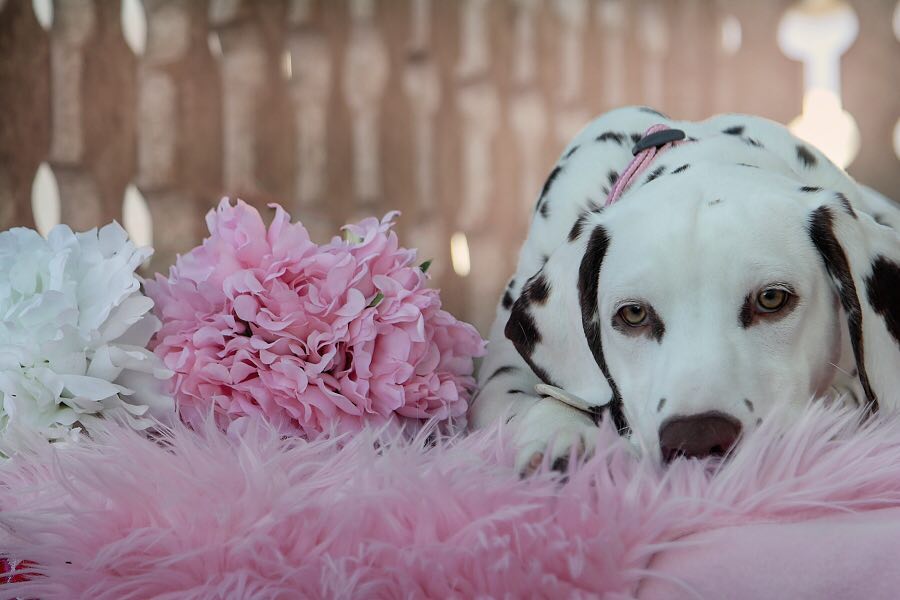 15 Cool Facts About Dalmatians 10