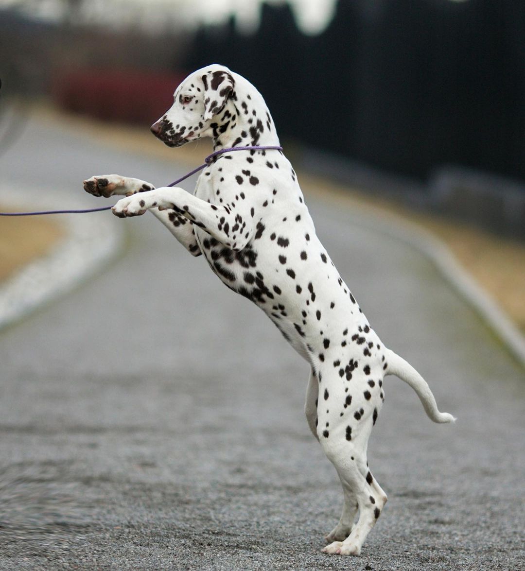 15 Cool Facts About Dalmatians 11