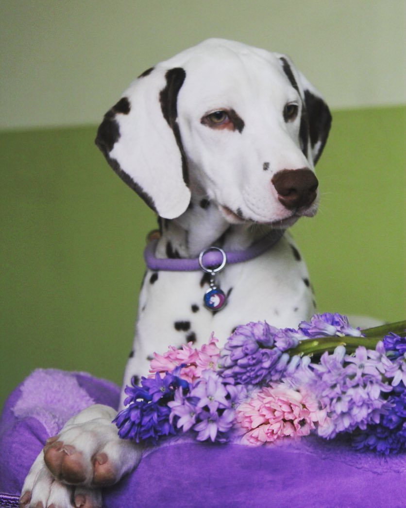 15 Cool Facts About Dalmatians 11