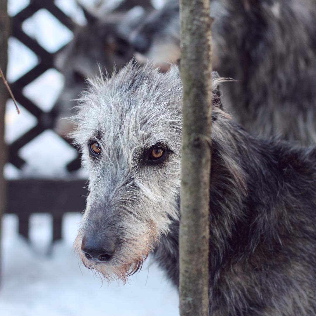 15 Amazing Facts About Irish Wolfhounds You Probably Never Knew 10