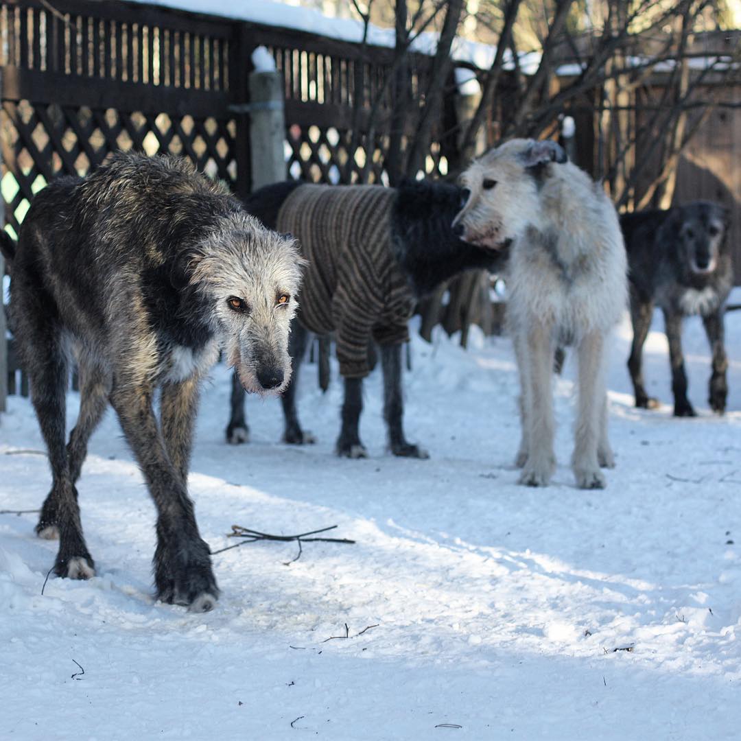 15 Amazing Facts About Irish Wolfhounds You Probably Never Knew 11