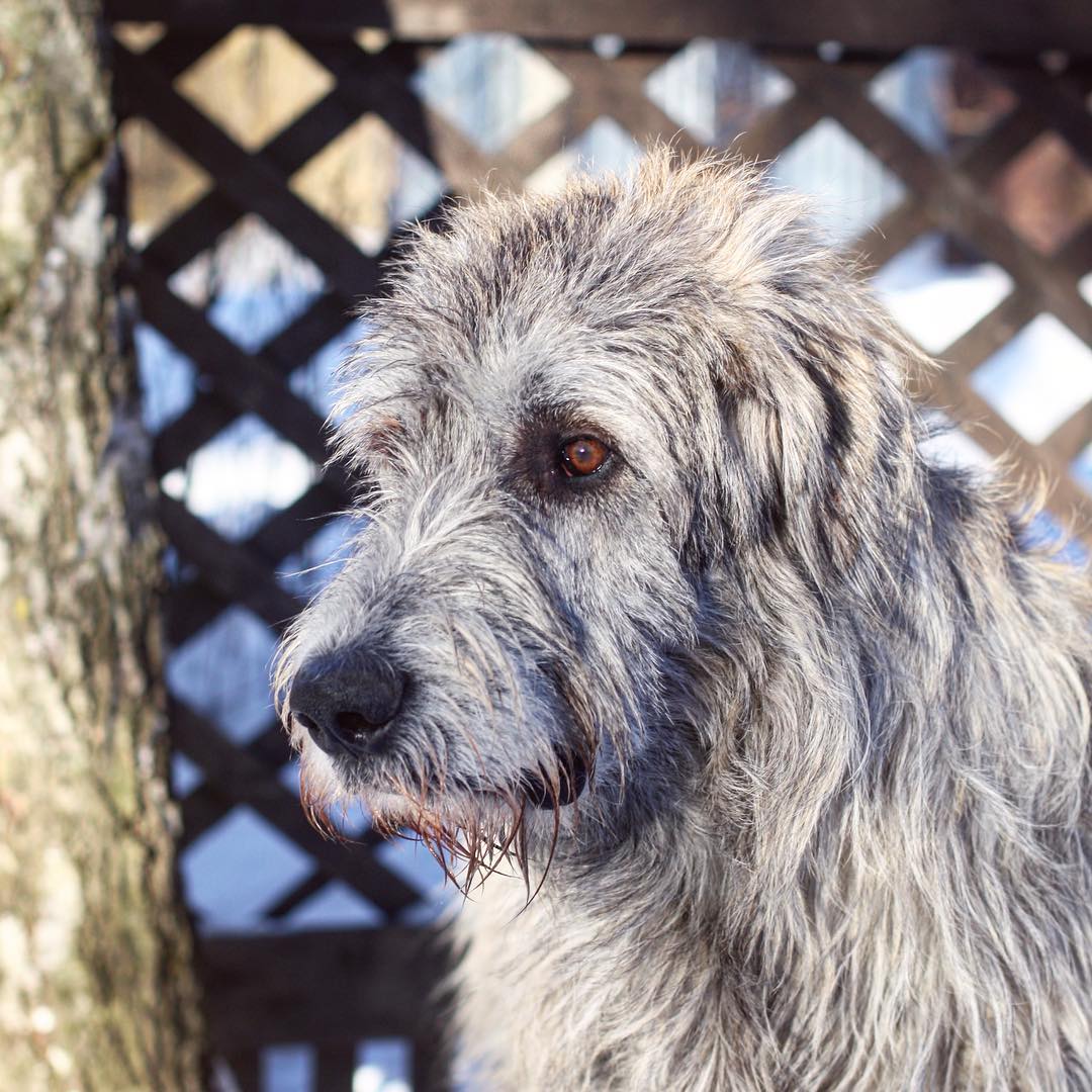 15 Amazing Facts About Irish Wolfhounds You Probably Never Knew 9