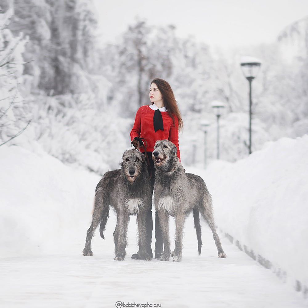 15 Amazing Facts About Irish Wolfhounds You Probably Never Knew 10