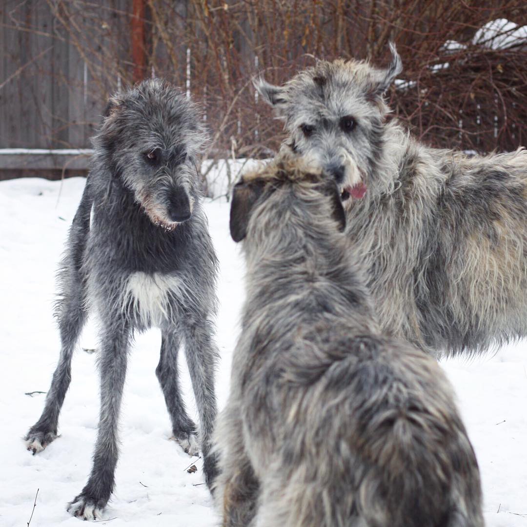 15 Amazing Facts About Irish Wolfhounds You Probably Never Knew 11