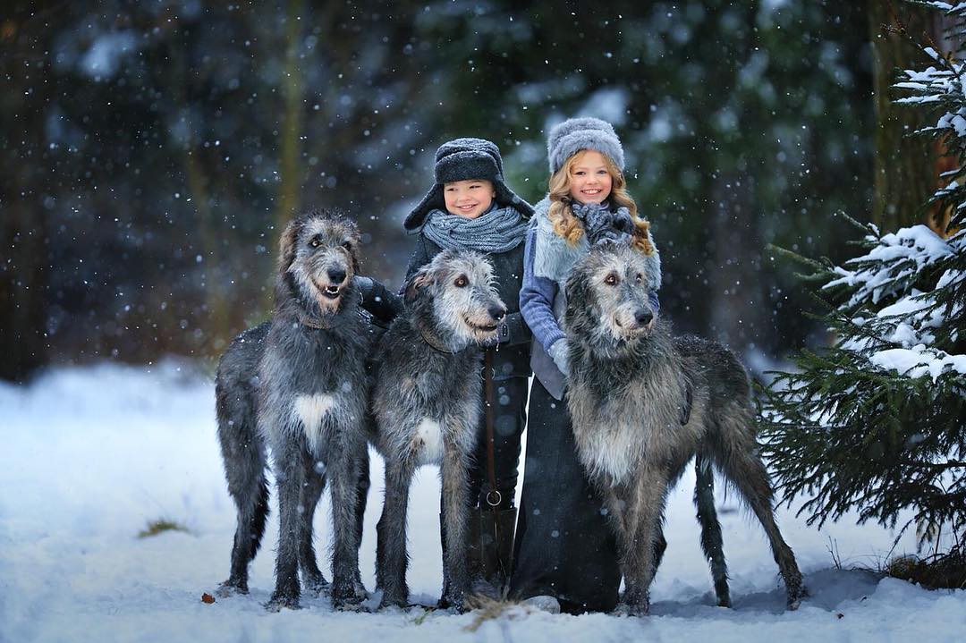 16 Cool Facts About Irish Wolfhounds 9 16 Cool Facts About Irish Wolfhounds 9