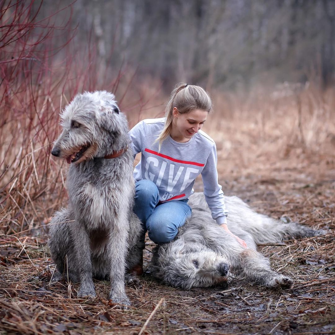 16 Cool Facts About Irish Wolfhounds 10 16 Cool Facts About Irish Wolfhounds 10