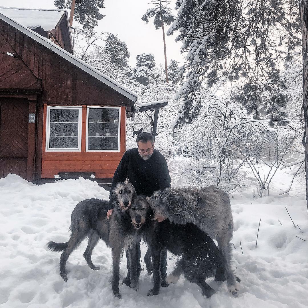 16 Cool Facts About Irish Wolfhounds 9