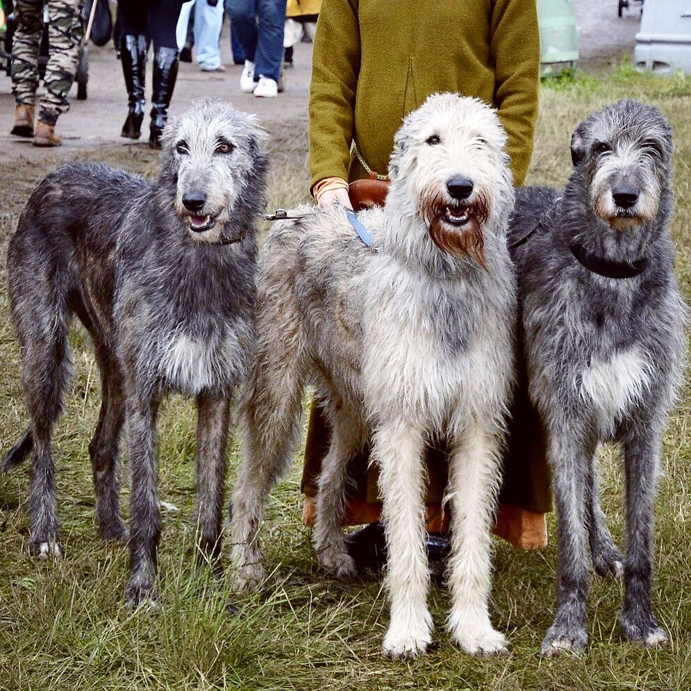 16 Cool Facts About Irish Wolfhounds 10