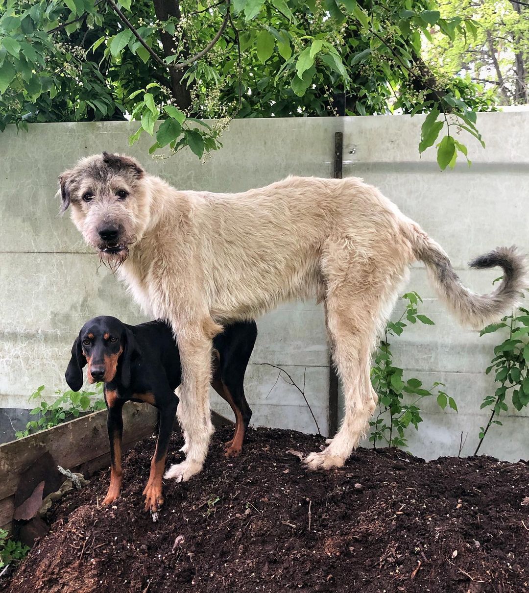 16 Cool Facts About Irish Wolfhounds 11