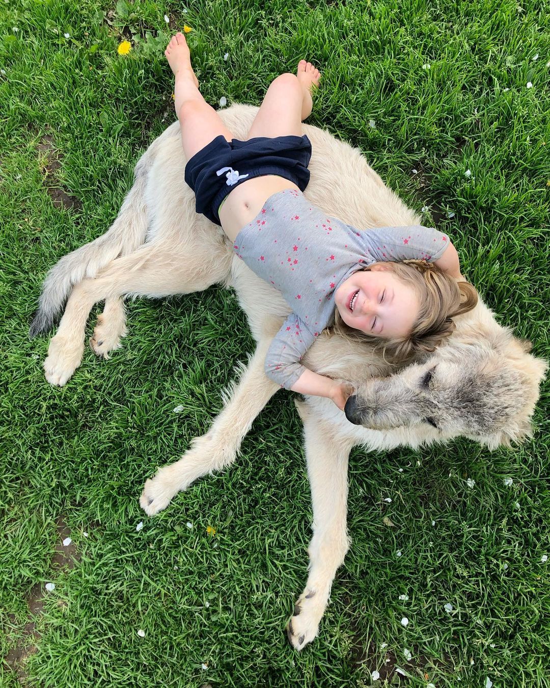 16 Cool Facts About Irish Wolfhounds 9