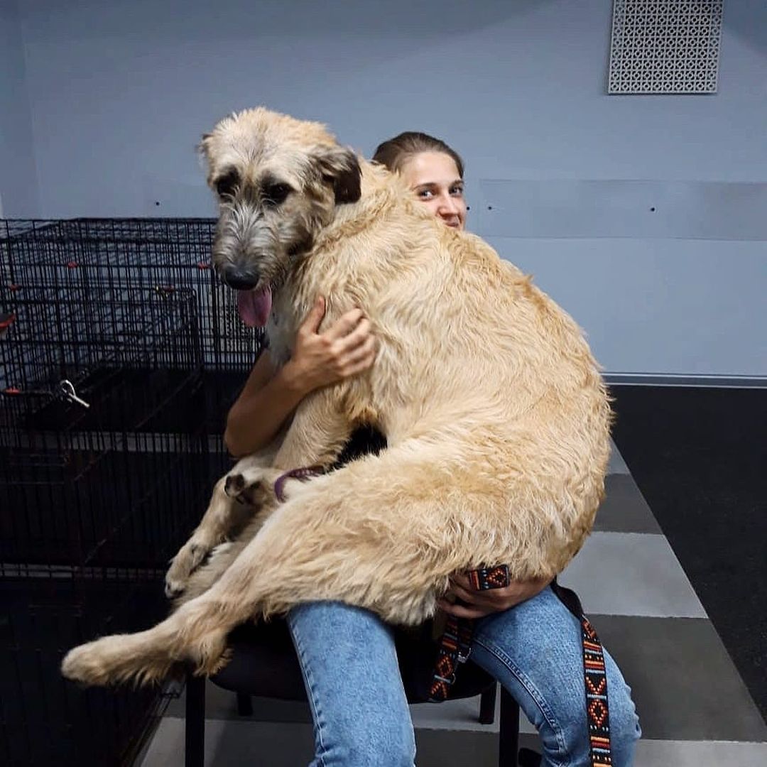 16 Cool Facts About Irish Wolfhounds 11