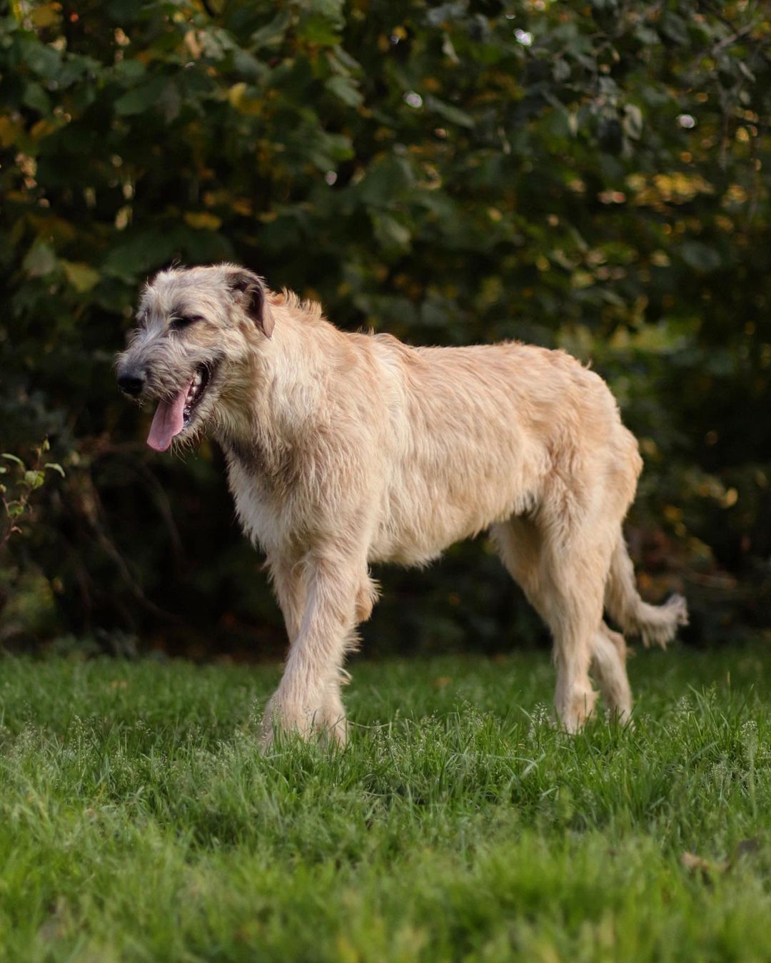 16 Cool Facts About Irish Wolfhounds 9