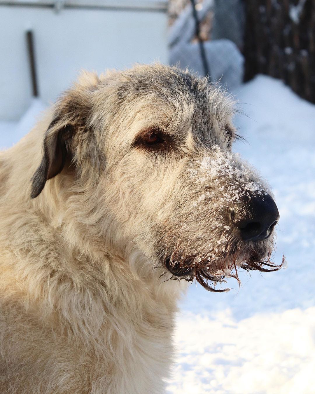 16 Cool Facts About Irish Wolfhounds 10