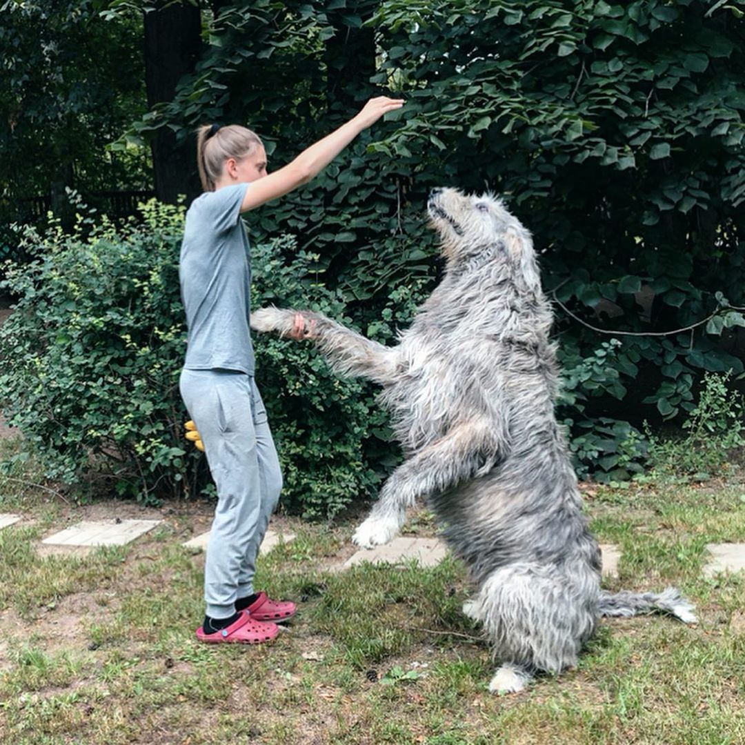 16 Cool Facts About Irish Wolfhounds 9