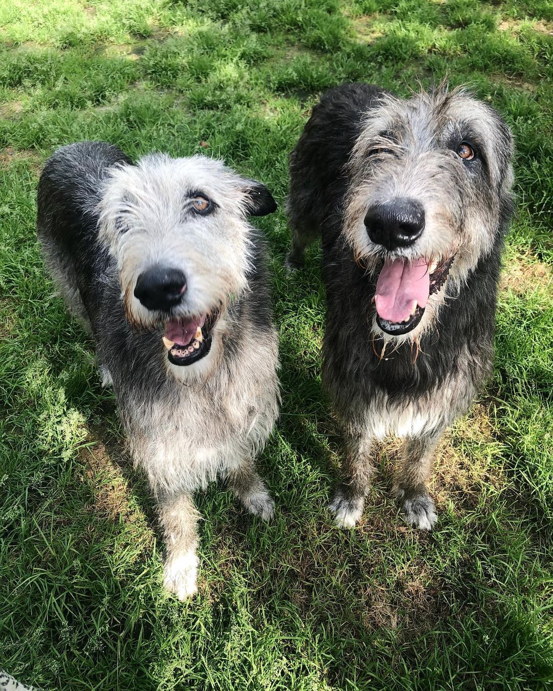 16 Cool Facts About Irish Wolfhounds 10