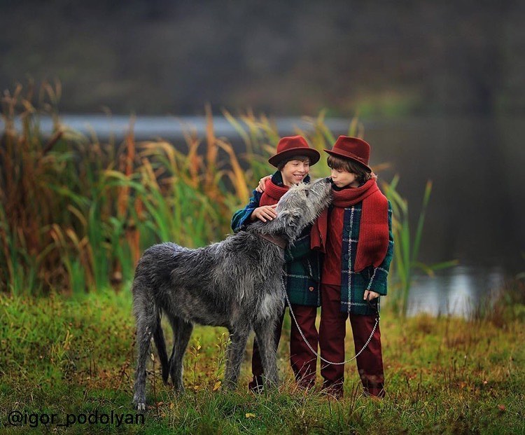 16 Interesting Facts About Irish Wolfhounds 9