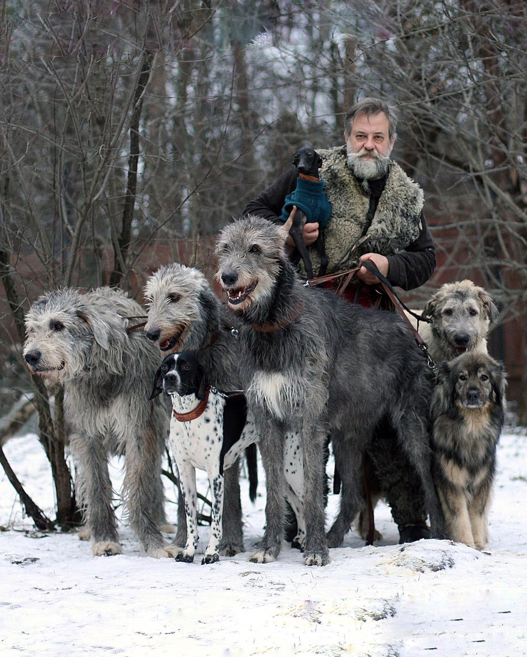 16 Interesting Facts About Irish Wolfhounds 10
