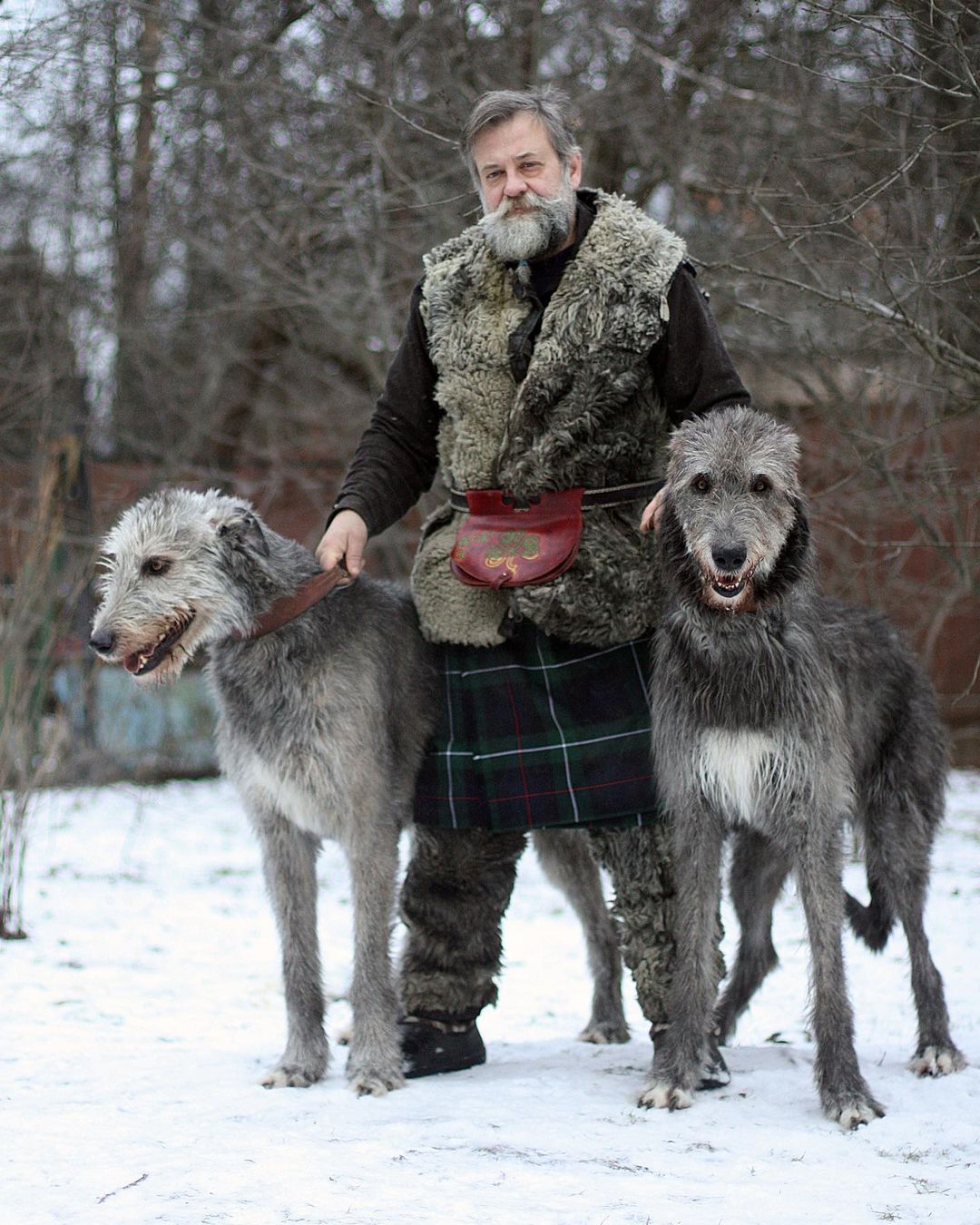 16 Interesting Facts About Irish Wolfhounds 11