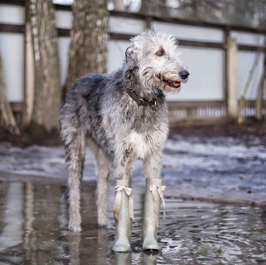 16 Cool Facts About Irish Wolfhounds 5