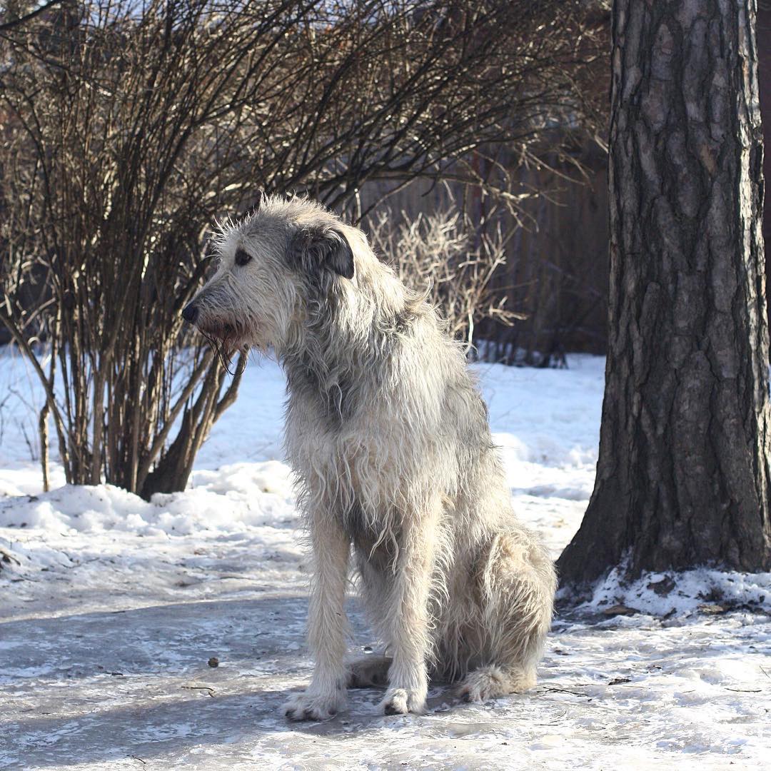 16 Interesting Facts About Irish Wolfhounds 9