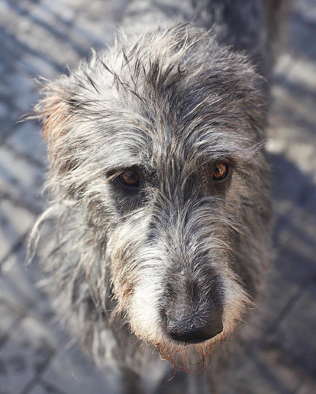 16 Interesting Facts About Irish Wolfhounds 11