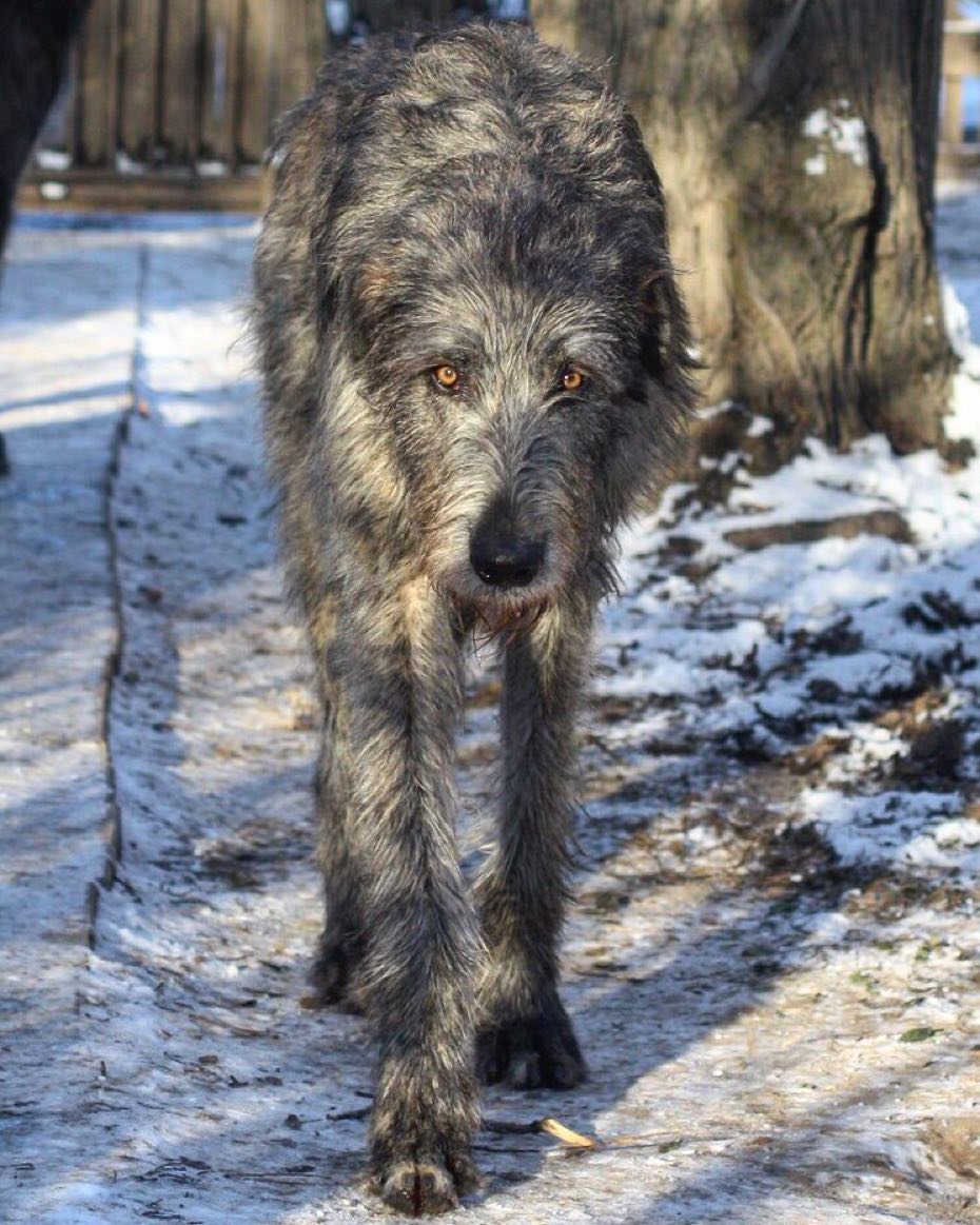 16 Interesting Facts About Irish Wolfhounds 9