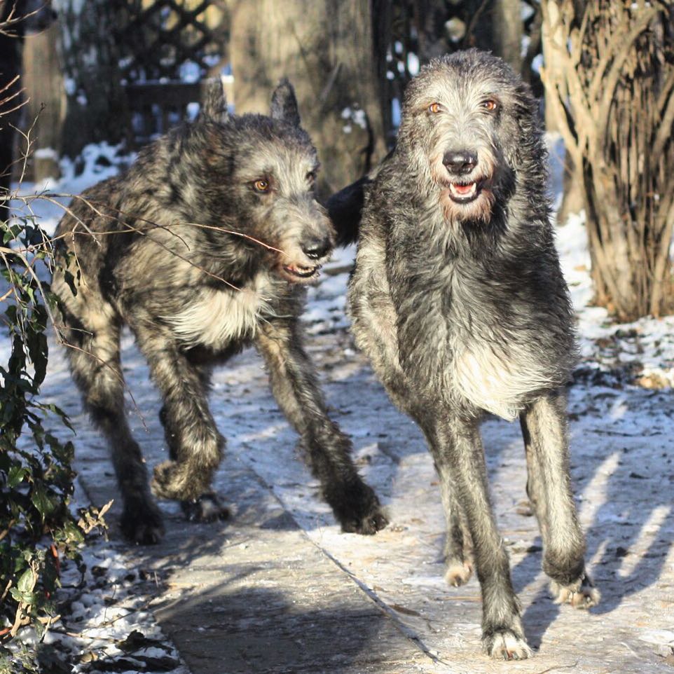 16 Interesting Facts About Irish Wolfhounds 11