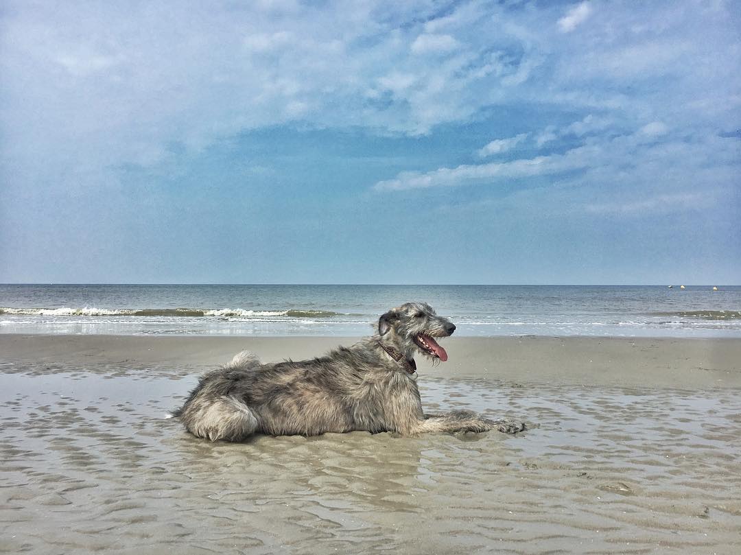 15 Amazing Facts About Irish Wolfhounds You Probably Never Knew 10