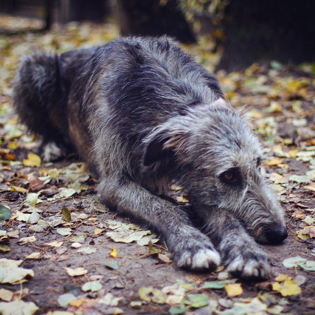15 Amazing Facts About Irish Wolfhounds You Probably Never Knew 11