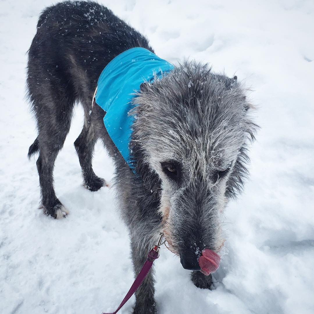 15 Amazing Facts About Irish Wolfhounds You Probably Never Knew 11 15 Amazing Facts About Irish Wolfhounds You Probably Never Knew 11
