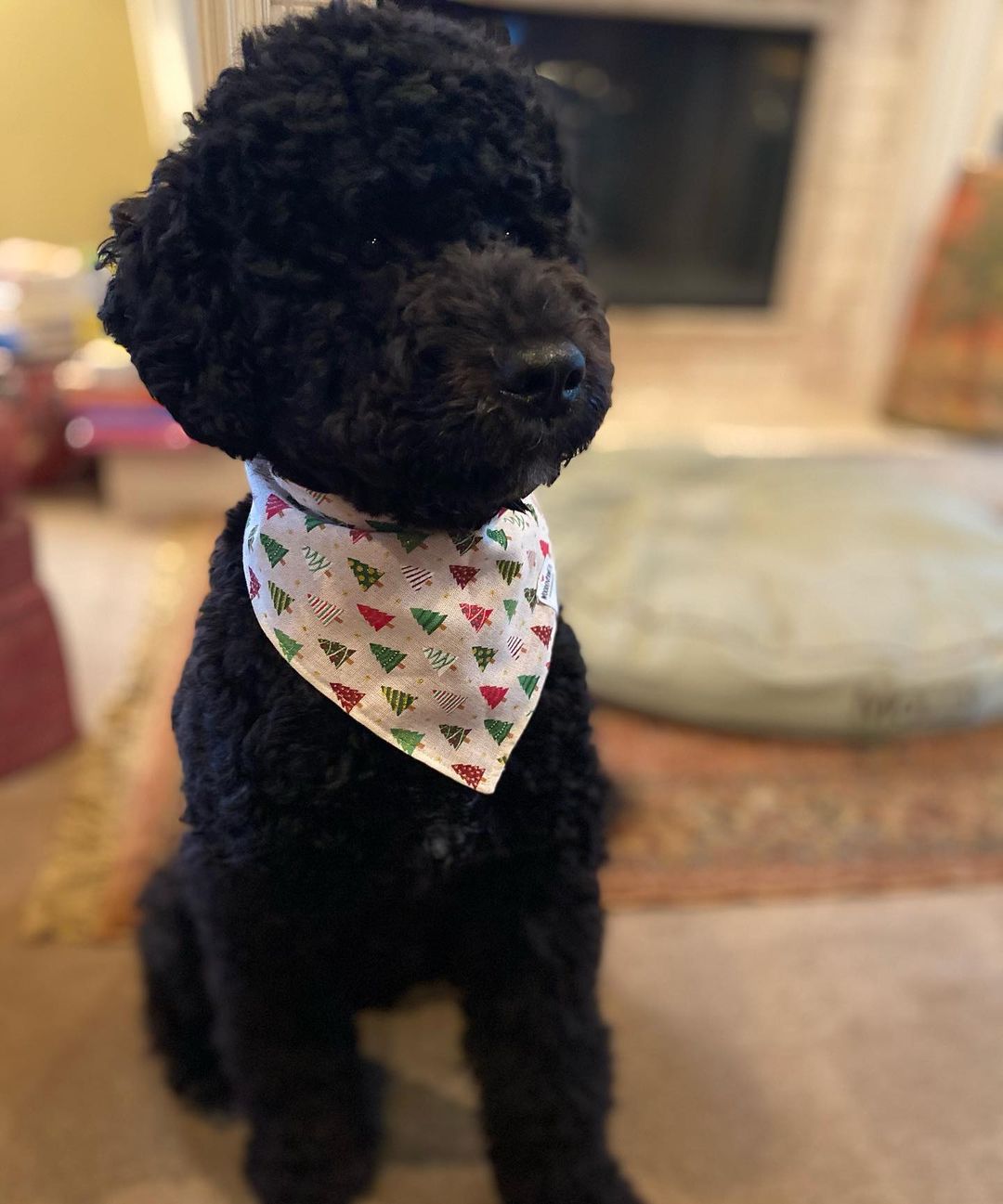 15 Cool Facts About Portuguese Water Dogs 9