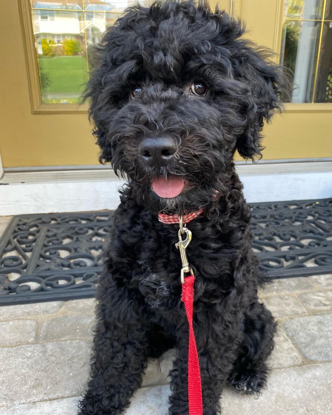 15 Cool Facts About Portuguese Water Dogs 10