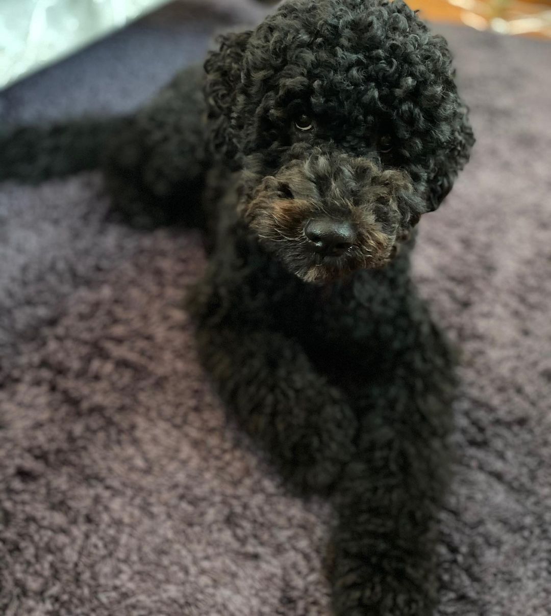 15 Cool Facts About Portuguese Water Dogs 11