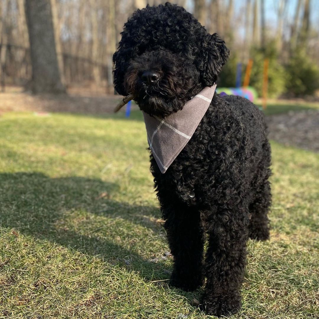 15 Cool Facts About Portuguese Water Dogs 9