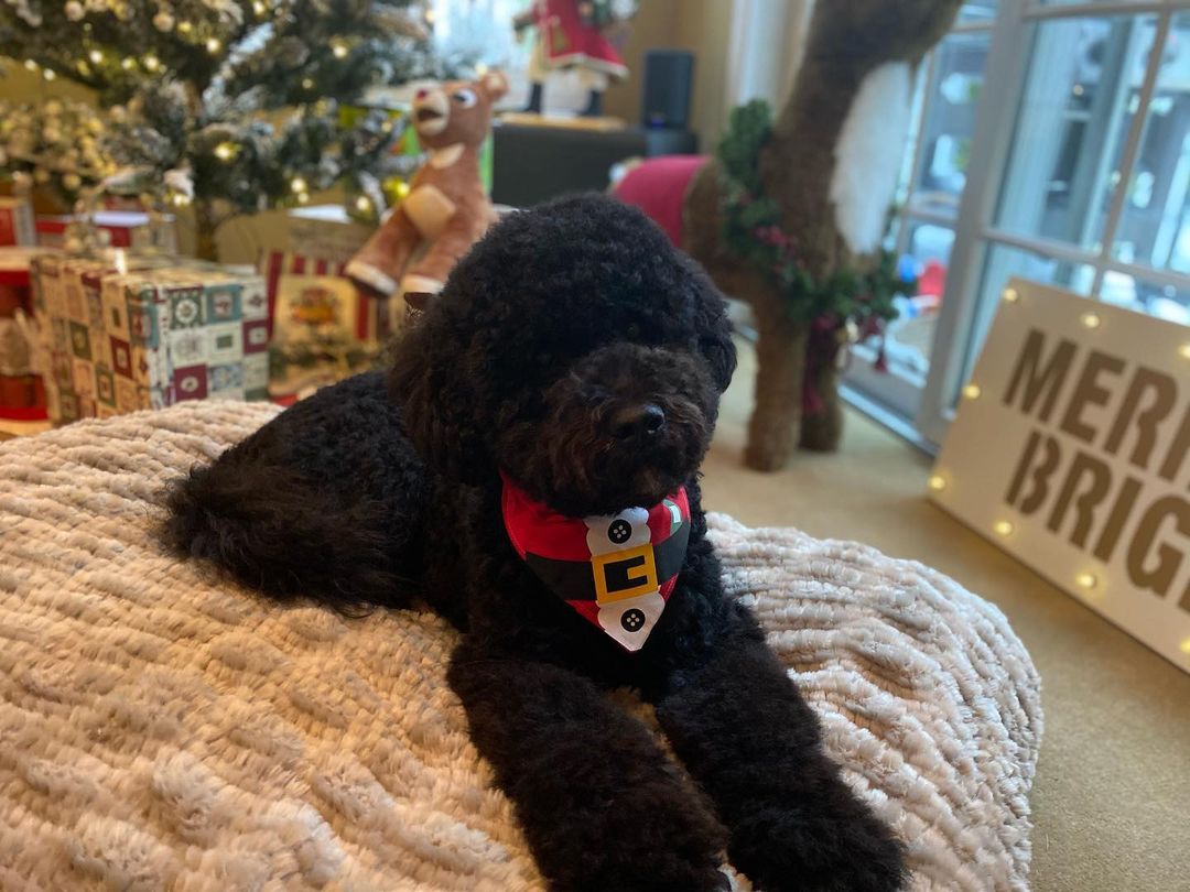 15 Cool Facts About Portuguese Water Dogs 10