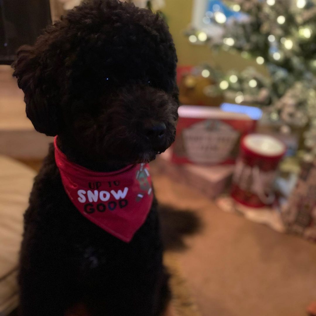 15 Interesting Facts About Portuguese Water Dogs 9 15 Interesting Facts About Portuguese Water Dogs 9