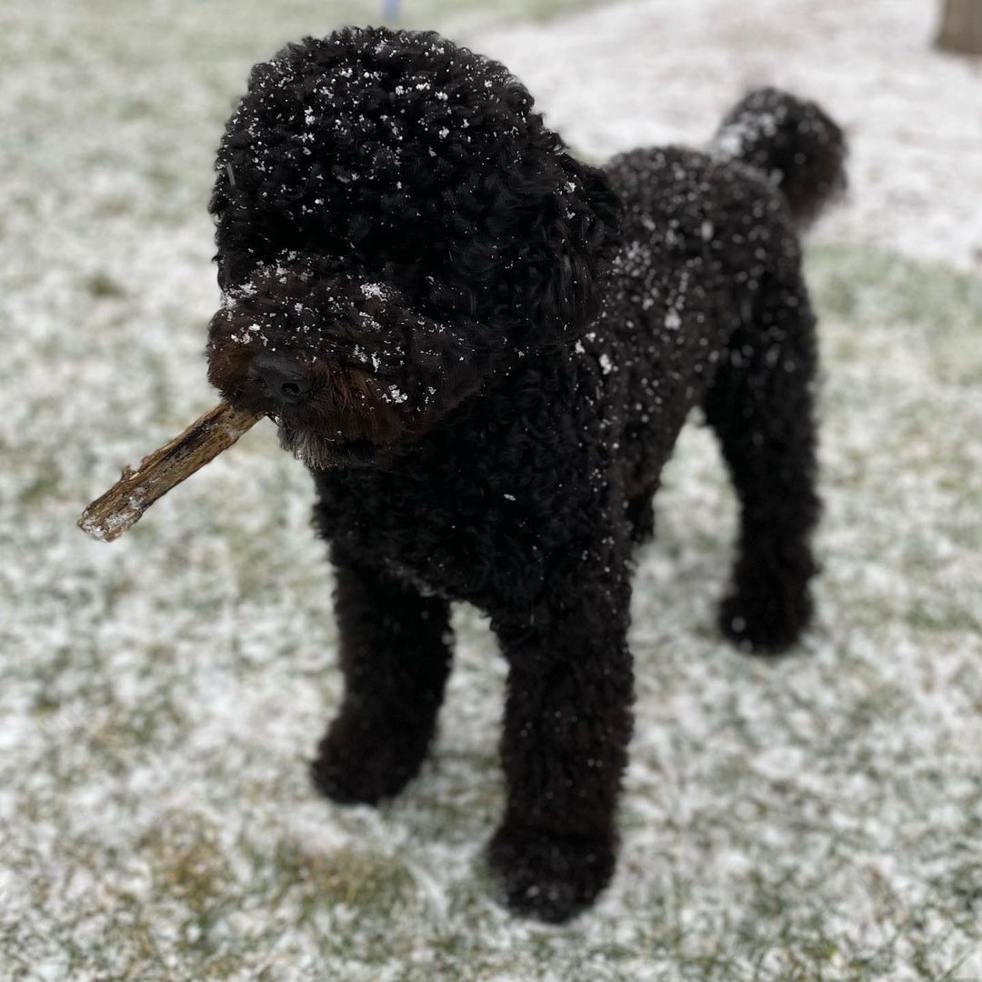 15 Interesting Facts About Portuguese Water Dogs 10 15 Interesting Facts About Portuguese Water Dogs 10