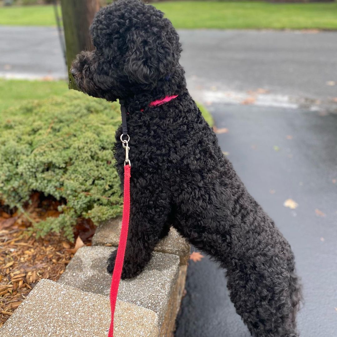 15 Interesting Facts About Portuguese Water Dogs 11 15 Interesting Facts About Portuguese Water Dogs 11