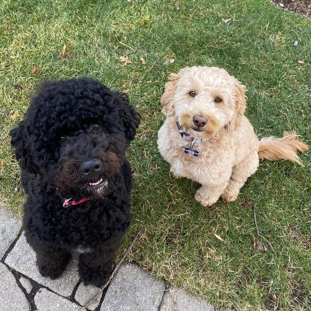 15 Interesting Facts About Portuguese Water Dogs 9