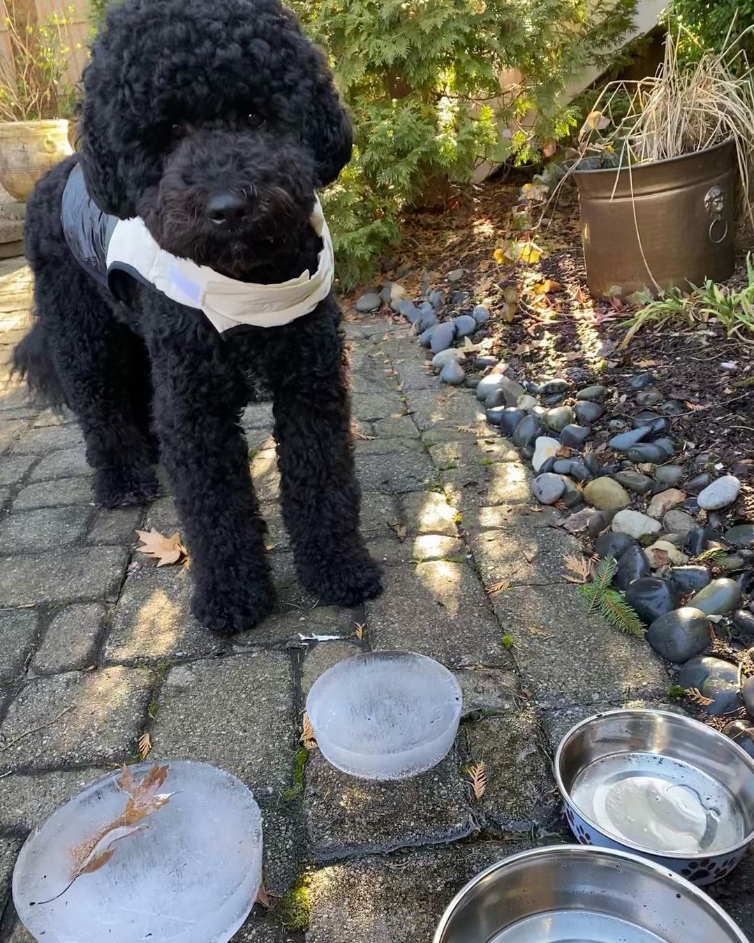 15 Interesting Facts About Portuguese Water Dogs 10