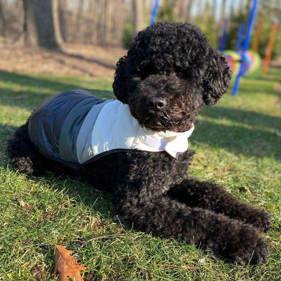 15 Interesting Facts About Portuguese Water Dogs 11