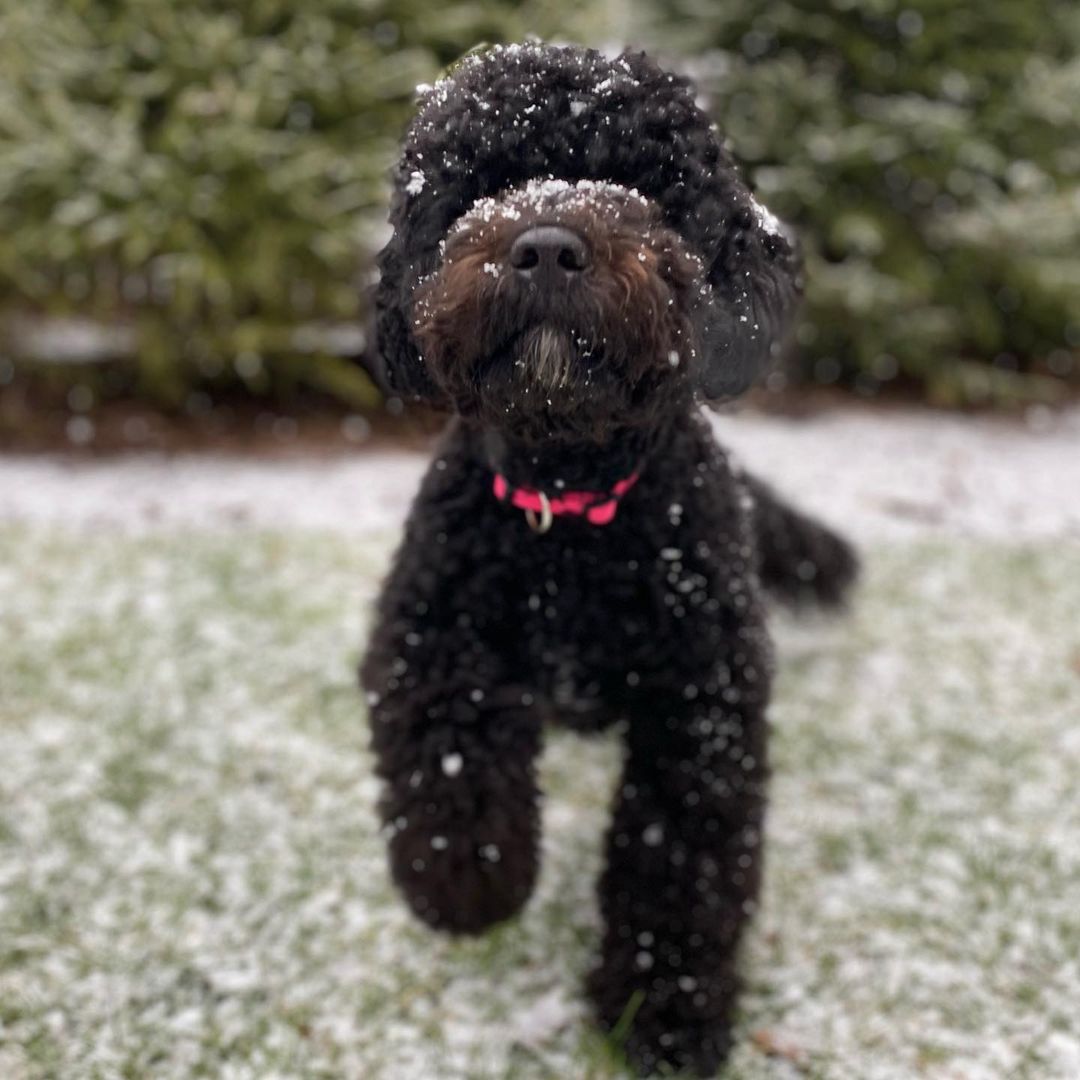 15 Interesting Facts About Portuguese Water Dogs 11