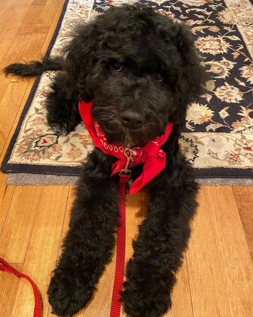 15 Interesting Facts About Portuguese Water Dogs 10