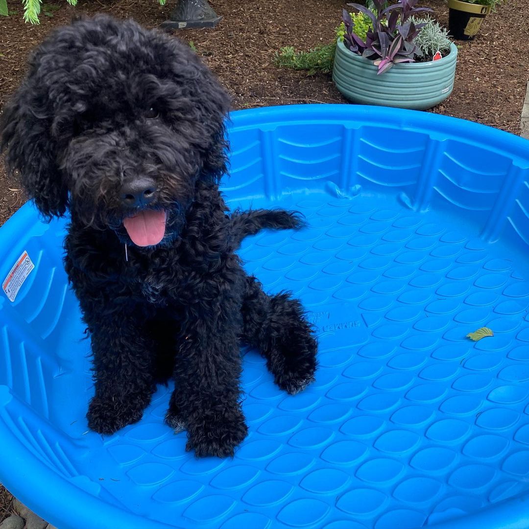 15 Interesting Facts About Portuguese Water Dogs 11