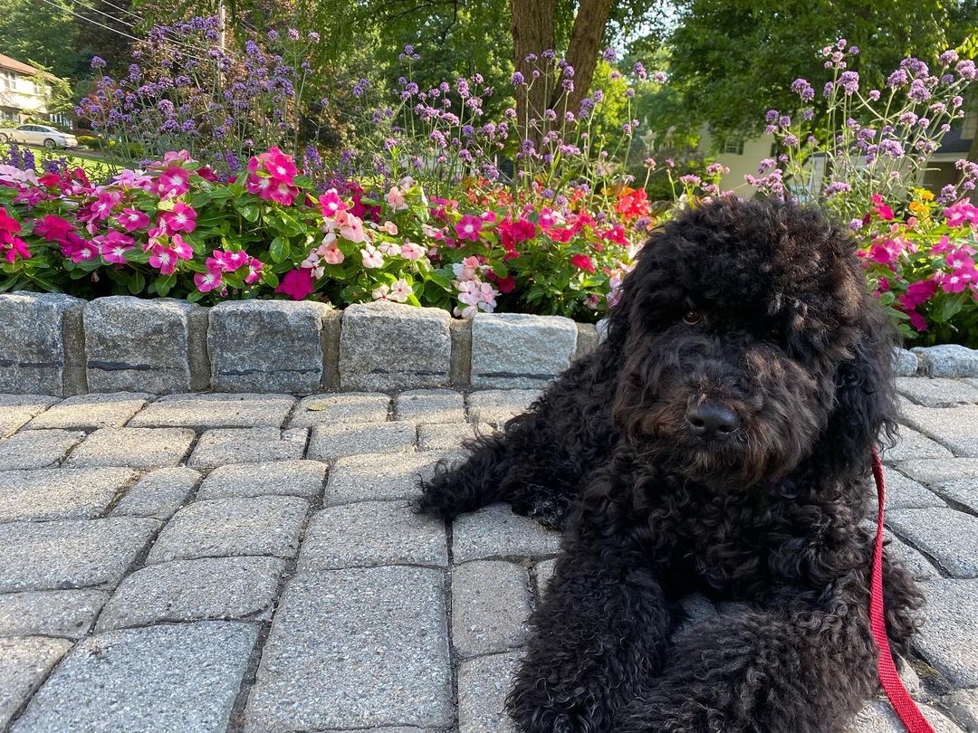 15 Amazing Facts About Portuguese Water Dogs You Probably Never Knew 9 15 Amazing Facts About Portuguese Water Dogs You Probably Never Knew 9